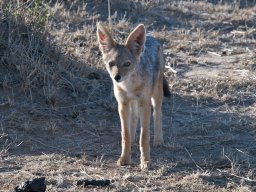 Bologonja_Seronera2009-21